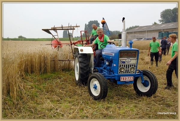 sized_sized_DSC44785a pikkeling  baardegem-oogst