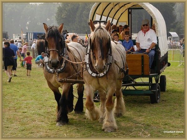 sized_sized_DSC44803a pikkeling  baardegem- ritje met de huifkar
