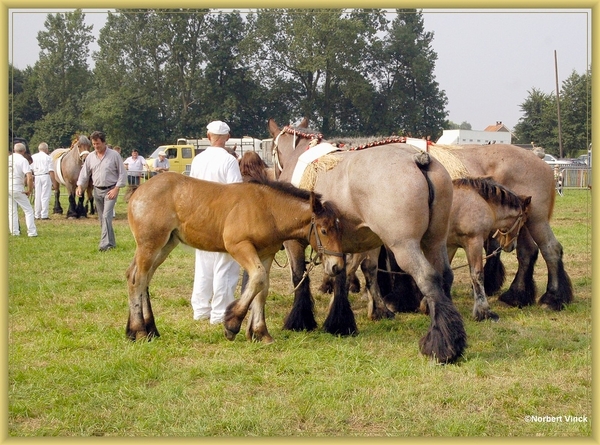 sized_sized_DSC44806a pikkeling  baardegem- paardenprijskamp
