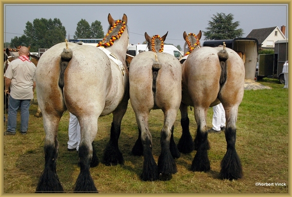 sized_sized_DSC44805a pikkeling  baardegem- paardenprijskamp