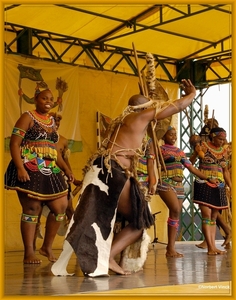 sized_sized_DSC44840a pikkeling  baardegem- Shaka Zulu-zuif afrik