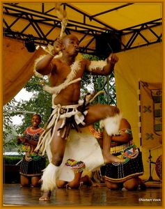 sized_sized_DSC44863a pikkeling  baardegem- Shaka Zulu-zuif afrik