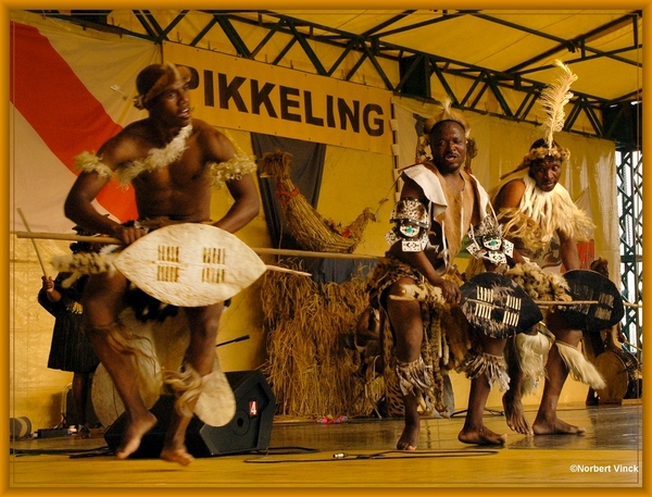 sized_sized_DSC44877a pikkeling  baardegem- Shaka Zulu-zuif afrik