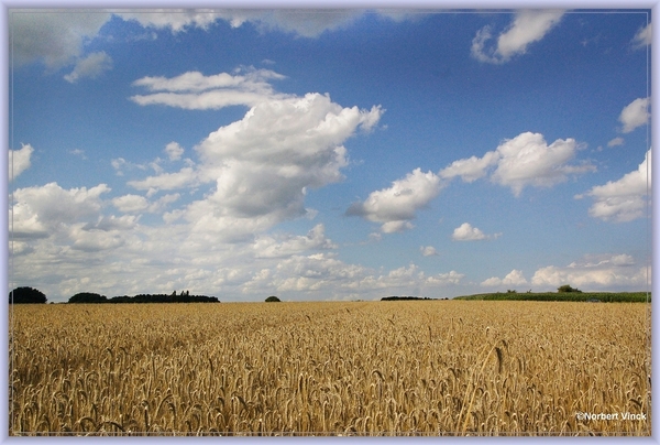 sized_sized_DSC45166a pikkeling baardegem op pikkelingworp