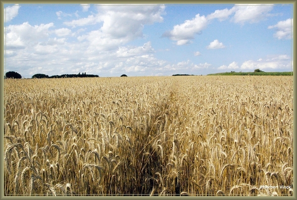 sized_sized_DSC45167a pikkeling baardegem op pikkelingworp