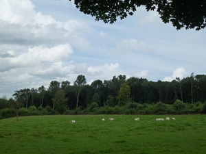 2012-08-04 Onkerzele 051