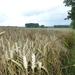 2012-08-04 Onkerzele 054