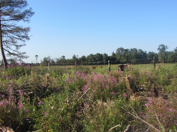 Kempische wandelage, 3,4 en 5 aug. 2012 in Geldrop. 036
