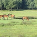 Kempische wandelage, 3,4 en 5 aug. 2012 in Geldrop. 039