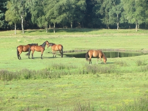 Kempische wandelage, 3,4 en 5 aug. 2012 in Geldrop. 039