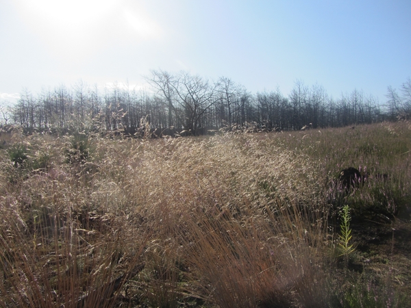 Kempische wandelage, 3,4 en 5 aug. 2012 in Geldrop. 043
