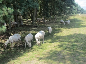 Kempische wandelage, 3,4 en 5 aug. 2012 in Geldrop. 069