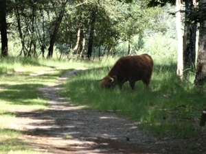 Geldrop 03-08-2012 051