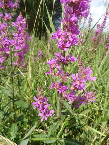 Kempische 3daagse 03-08-2012 034