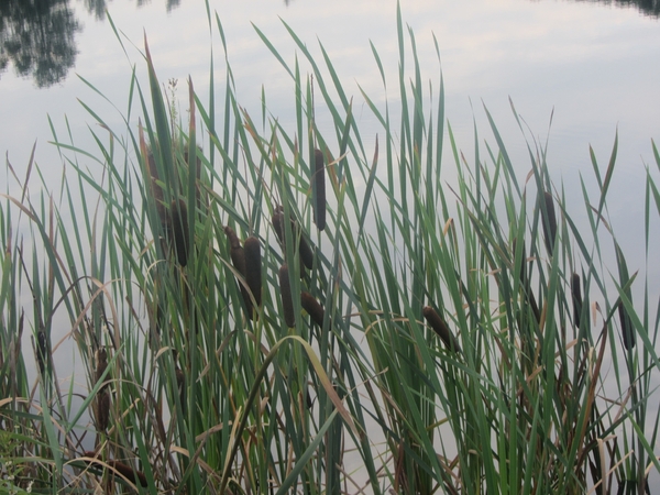 Kempische wandelage, 3,4 en 5 aug. 2012 in Geldrop. 186