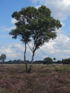 Kempische wandelage, 3,4 en 5 aug. 2012 in Geldrop. 068