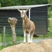 2012-08-07 Meldert 005