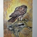 buizerd met prooi