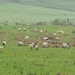 Ierland 2 068
