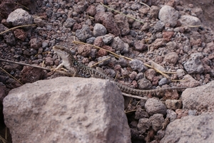 Baai van Napels 2012 069