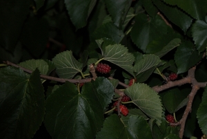 Baai van Napels 2012 189