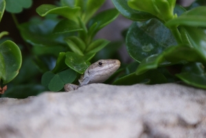 Baai van Napels 2012 263