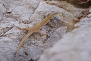 Baai van Napels 2012 265