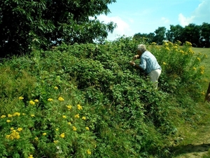 dun plukken we er meer