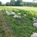 2012-08-10 Bornem 038