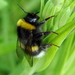 Hommel