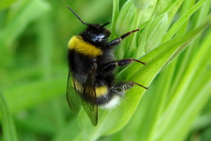 Hommel