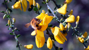 Hommel