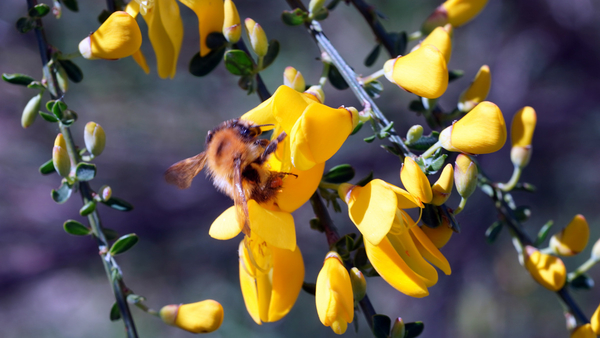 Hommel