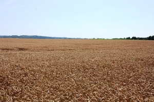 Zicht over graanveld