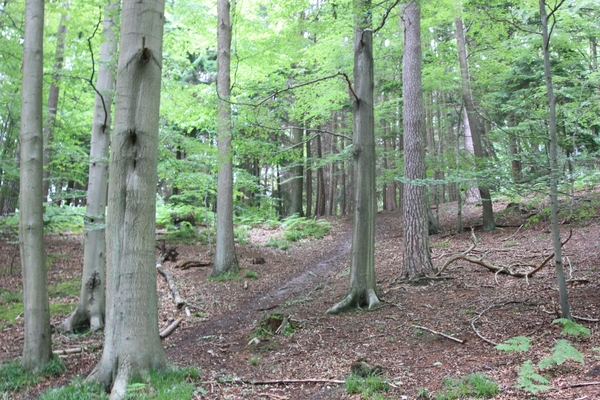 Zalig wandelen