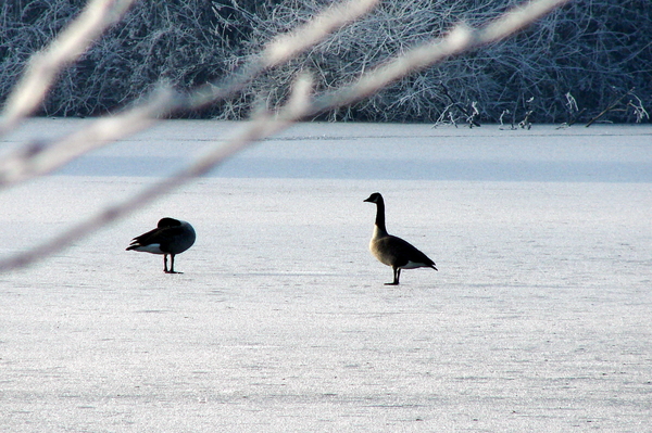 De zg.Droomvijver te Hoensbroek