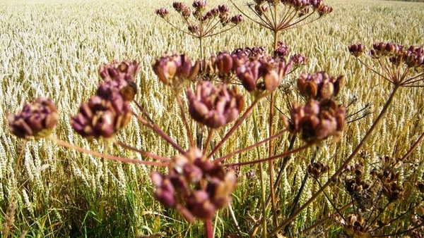 marche adeps wandeling Dene wallonie