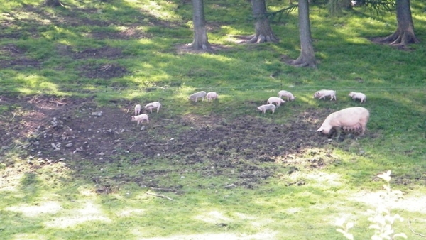 marche adeps wandeling Dene wallonie