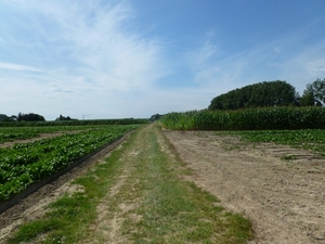 2012-08-15 Oosterzele 006