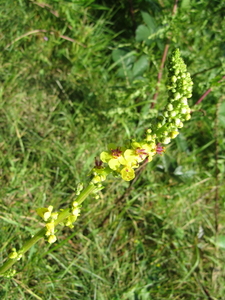 Wilde planten