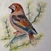 appelvink