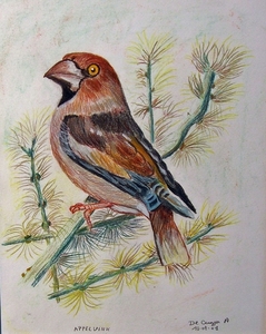 appelvink