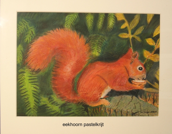 eekhoorn