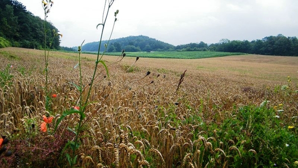 marche NA050 wandeling Vierves-sur-Viroin