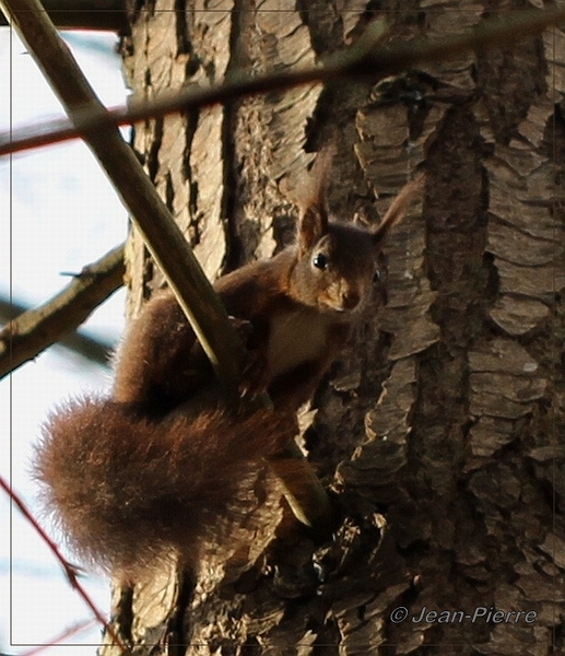 Eekhoorn - Sciurus vulgaris IMG-0120