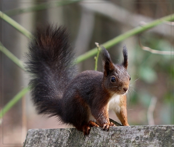 Eekhoorn - Sciurus vulgaris IMG-0248