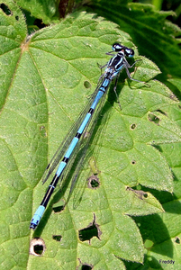 Azuurwaterjuffer-Coenagrion puella