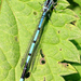 Azuurwaterjuffer-Coenagrion puella