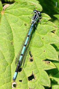 Azuurwaterjuffer-Coenagrion puella