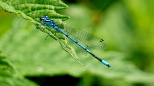 Libelle-Lantaarntje-6-6-18